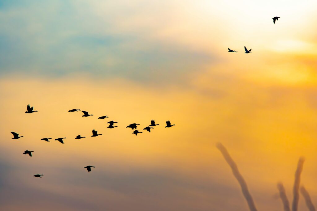 Silhouettes of birds in flight across a vibrant sunset sky, creating a peaceful and serene scene.